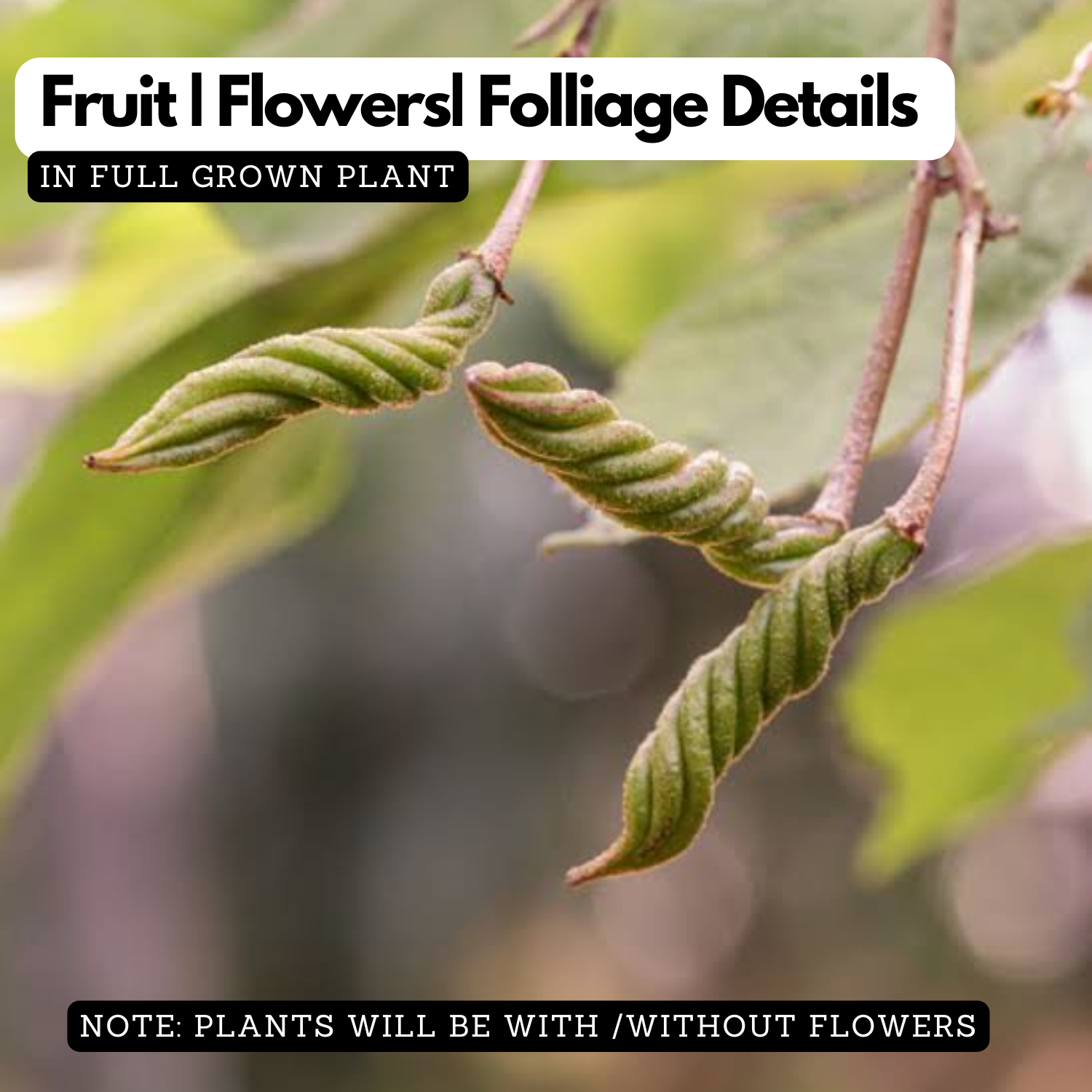 Idampiri valampiri (Helicteres isora) Live Plant (Home & Garden)