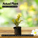 Euginea White (Syzygium Gratum) Ornamental Live Plant (Home & Garden)