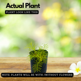 Akasha Mulla (Ipomoea pinnata) Ornamental Flowering Live Plant (Home & Garden)