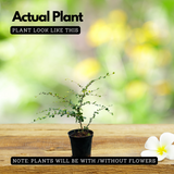 Malpighia plant Ornamental Live Plant (Home & Garden)