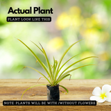 Pineapple (Hybrid) (Ananas comosus) Fruit Live Plant (Home & Garden)