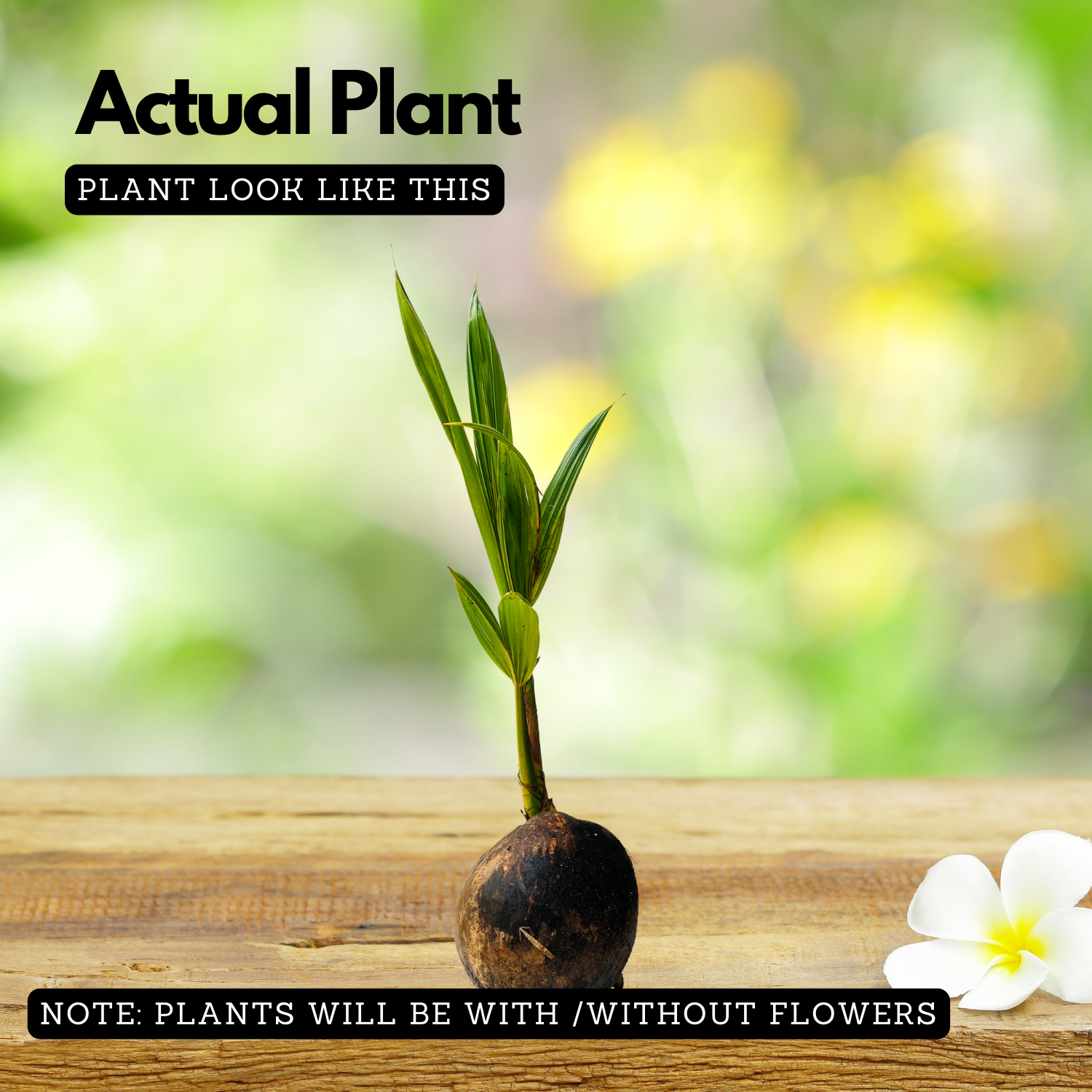 Srilankan Coconut Tree (Srilankan) (Cocus nucifera) Fruit Live Plant (Home & Garden)