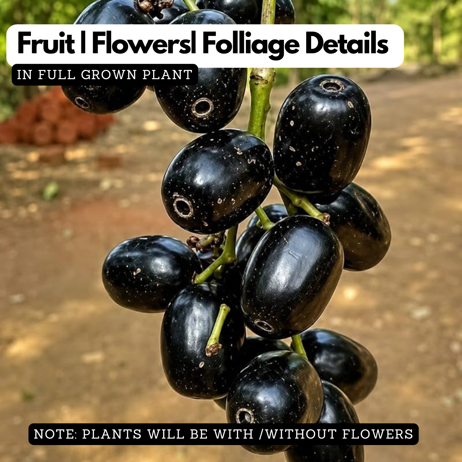 Thai King Njaval Live Plant | Thai King Jumbo Jamun Fruit Tree (Syzygium cumini) Fruit Live Plant (Home & Garden)
