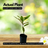 Nutmeg / Jaathi (Seedling) ( Myristica fragrans ) Fruit/Medicinal  Live Plant (Home & Garden)