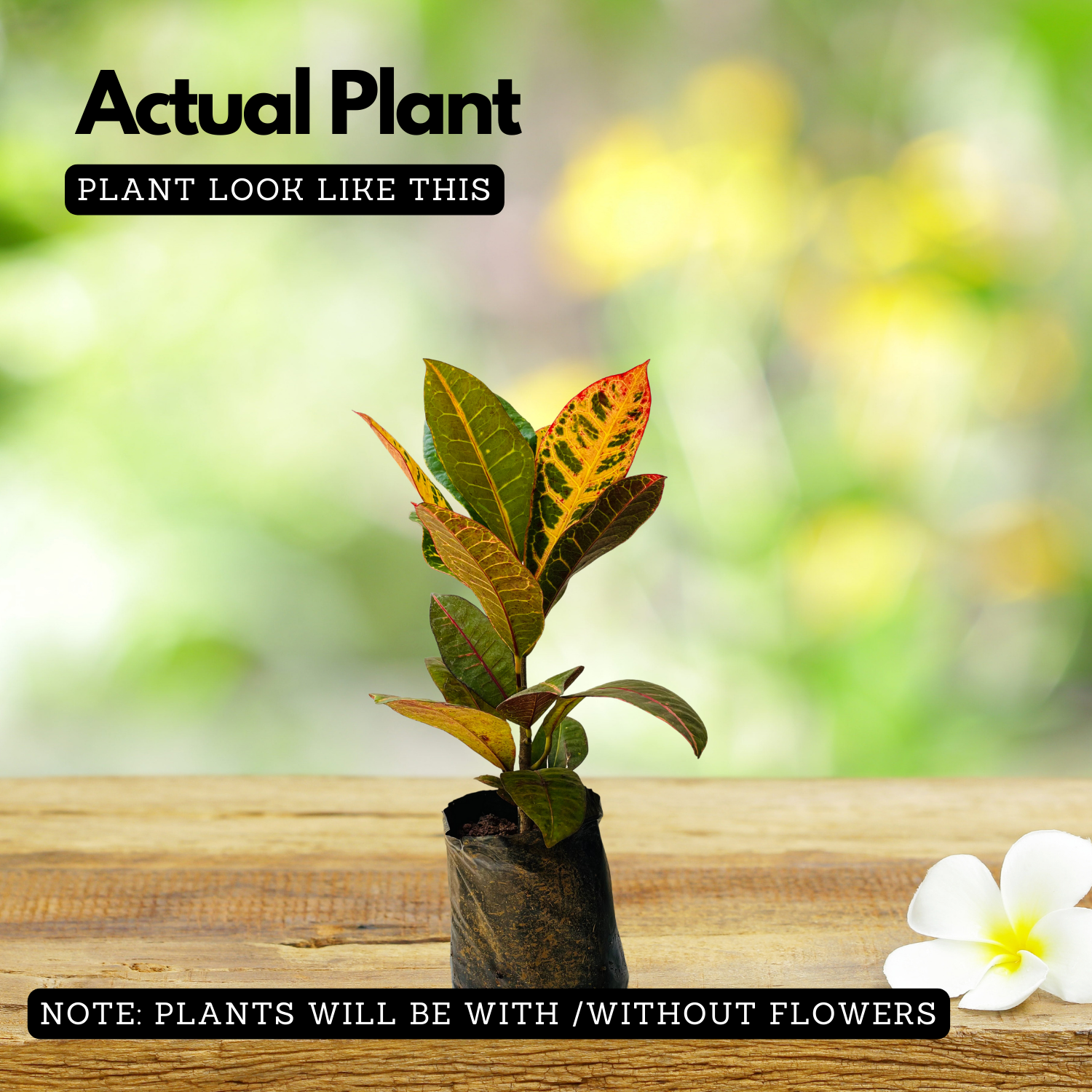 Croton Plant / Codiaeum variegatum Ornamental Live Plant (Home & Garden)