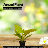 Philodendron Golden Narrow /Philodendron Golden serratum - Live Plant (Home & Garden)