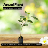 Red Sandal Wood Plant / Raktha Chandanam (Santalum album) Ornamental Live Plant (Home & Garden)