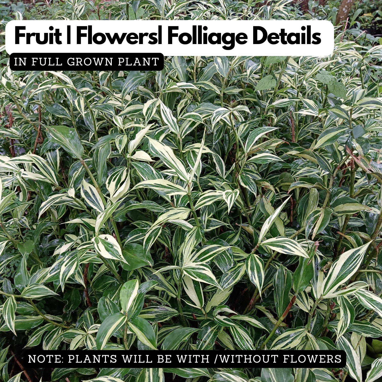 Costus Varigated Flowering/Ornamental Live Plant (Home & Garden)