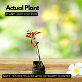 Chinese Croton (Excoecaria cochinchinensis) Ornamental Live Plant (Home & Garden)