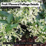 Raat Ki Rani, Raat Rani, Night Blooming Jasmine Plant (Cestrum Nocturnum) Flowering/Ornamental Live Plant for Home & Garden)