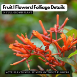 Hamelia Patens | Firebush, Hummingbird Bush, Scarlet Bush Flowering / Ornamental Live Plant (Home & Garden) (Copy)