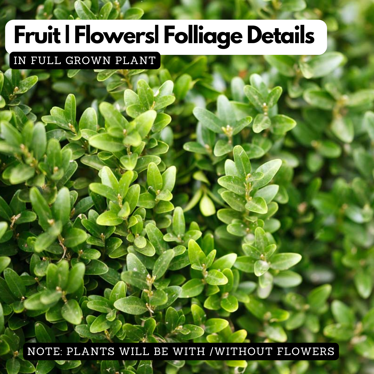 Boxwood Plant (Buxus) Live Plant | Evergreen Hedge & Topiary Plant | Outdoor Ornamental Live Plant (Home & Garden)