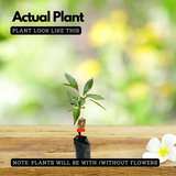 Matoa (Pometia Pinnata) Fruit Live Plant (Home & Garden)
