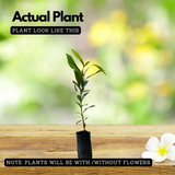 Jamun / NJaval / Malabar plum / black plum / jambul (Syzygium cumini) Fruit Live Plant (Home & Garden)