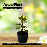 Rosida (Xanthostemon chrysanthus) Flowering/Ornamental Live Plant (Home & Garden)