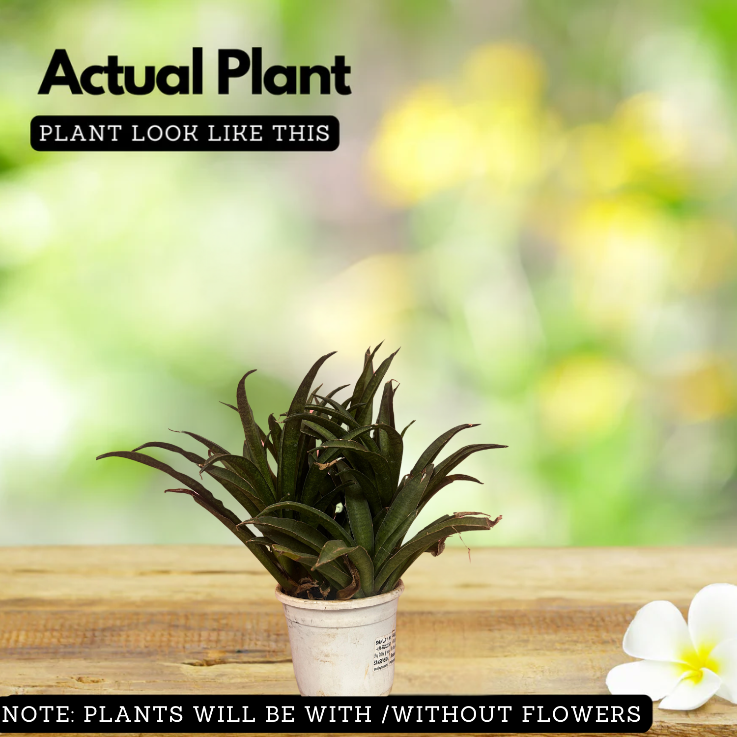 sansevieria lilliput Sansevieria Lilliput (Snake Plant) Live Plant (Home & Garden) – Hug A Plant
