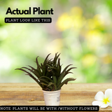 Sansevieria Lilliput (Snake Plant) Live Plant (Home & Garden)