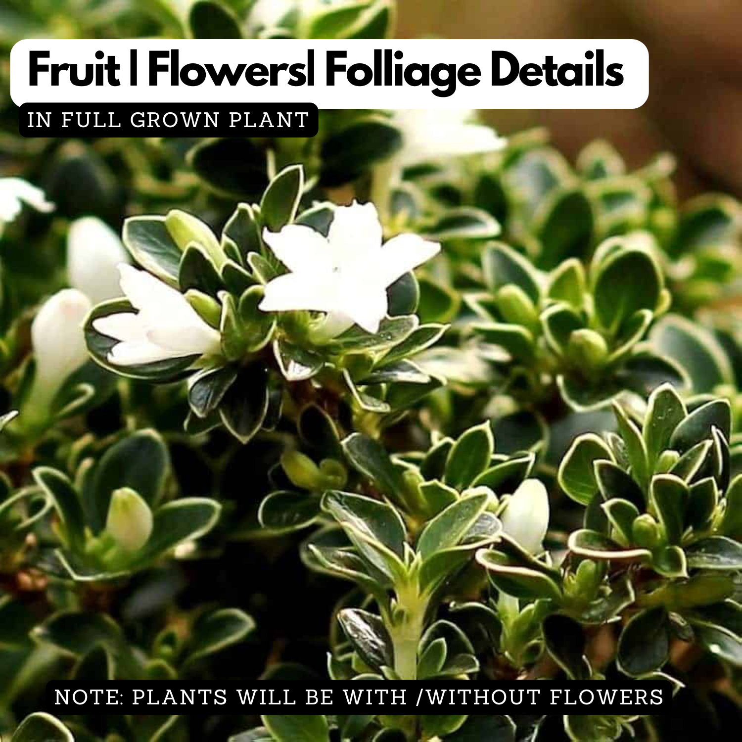 Snow Rose Variegated Live Plant (Serissa Japonica) | Miniature White Flowering Shrub | Ornamental Plant for Home & Garden