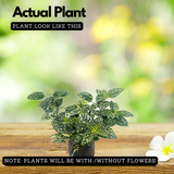 Polka Dot Plant (Hypoestes phyllostachya) Ornamental Live Plant (Home & Garden)