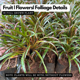 Dracaena Marginata Narrow Leaf Live Plant (Home & Garden)
