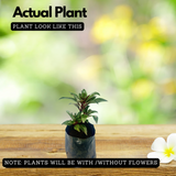 Impatiens/Touch-me-not/Balsam Flowering Live Plant (Home & Garden)