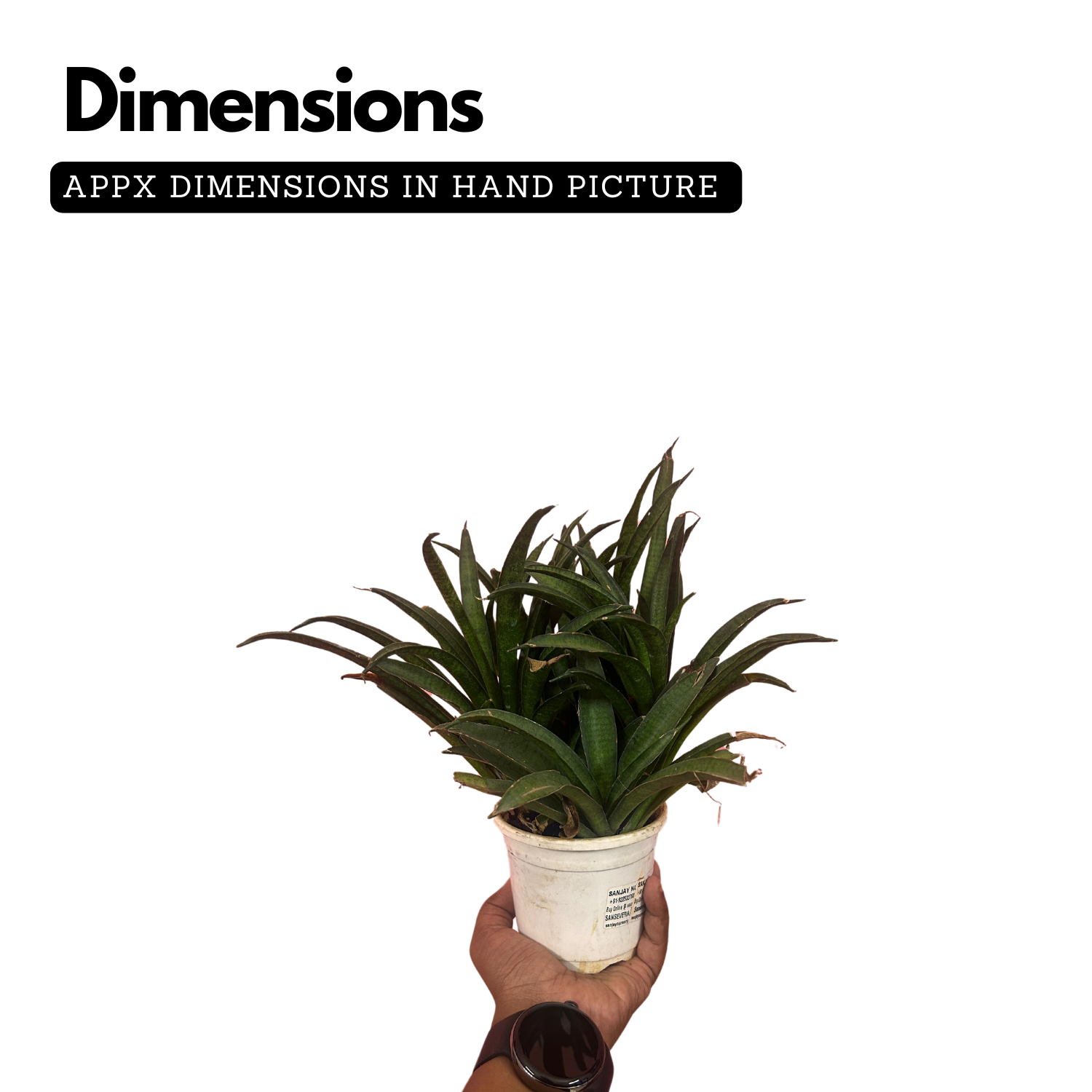 Sansevieria Lilliput (Snake Plant) Live Plant (Home & Garden)
