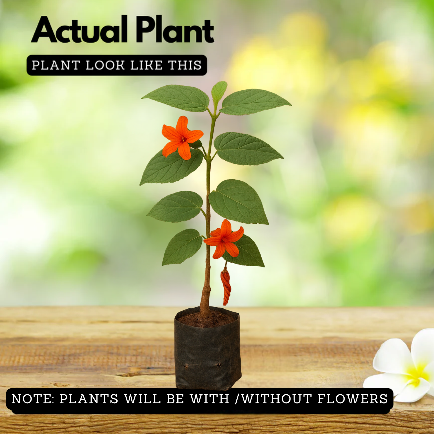 Idampiri valampiri (Helicteres isora) Live Plant (Home & Garden)