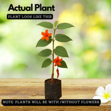 Idampiri valampiri (Helicteres isora) Live Plant (Home & Garden)