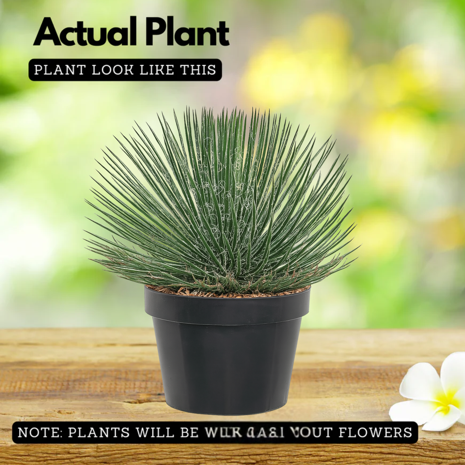 Agave Geminiflora Plant(Twin-flowered Agave)Live Plant (Home & Garden)