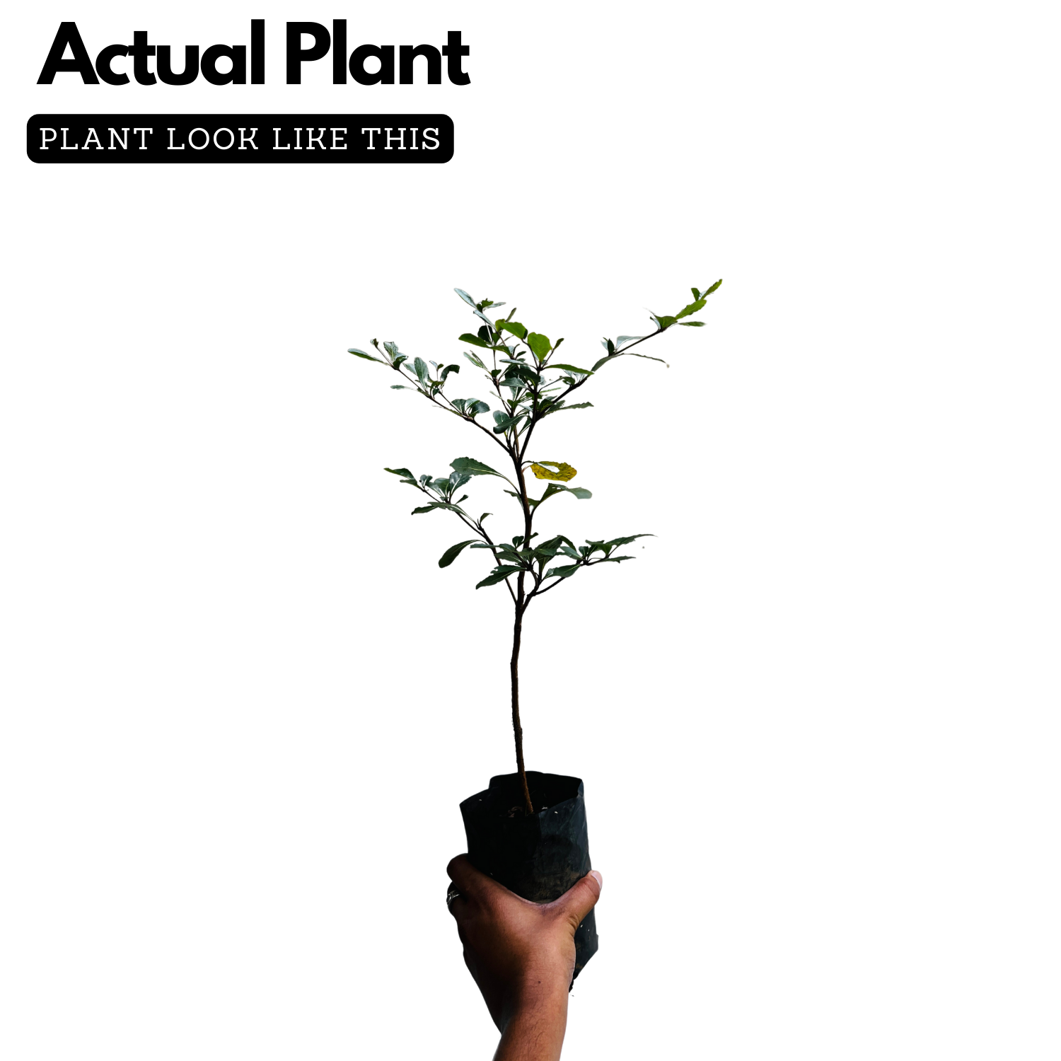 Terminalia Green Ornamental Live Plant (Home & Garden)