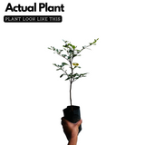 Terminalia Green Ornamental Live Plant (Home & Garden)
