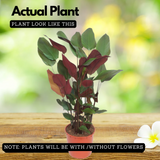 Calathea Lutea | Goeppertia lutea - Ornamental Live Plant (Home & Garden)