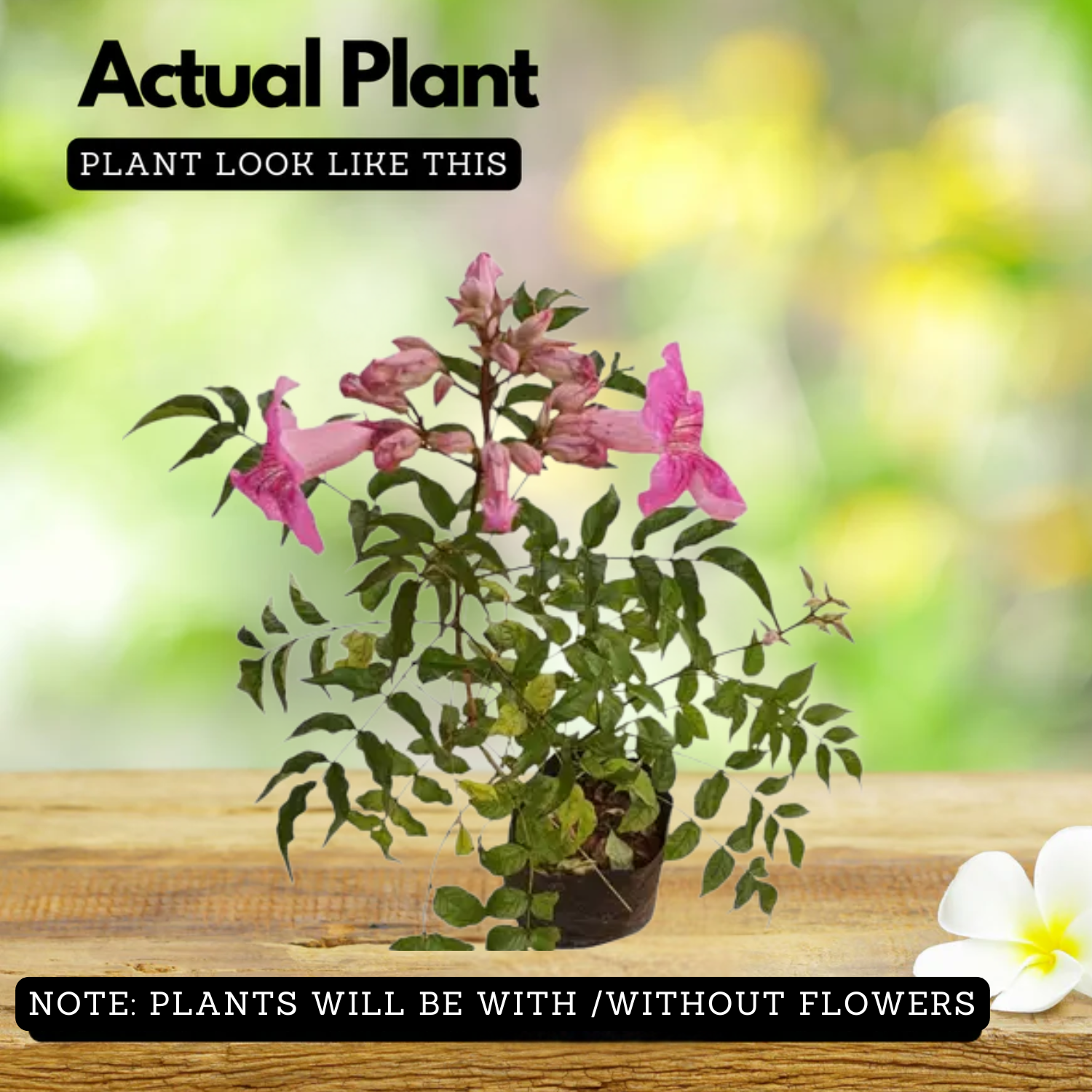 St. John creeper Plant( Podranea ricasoliana.) Live Plant (Home & Garden)