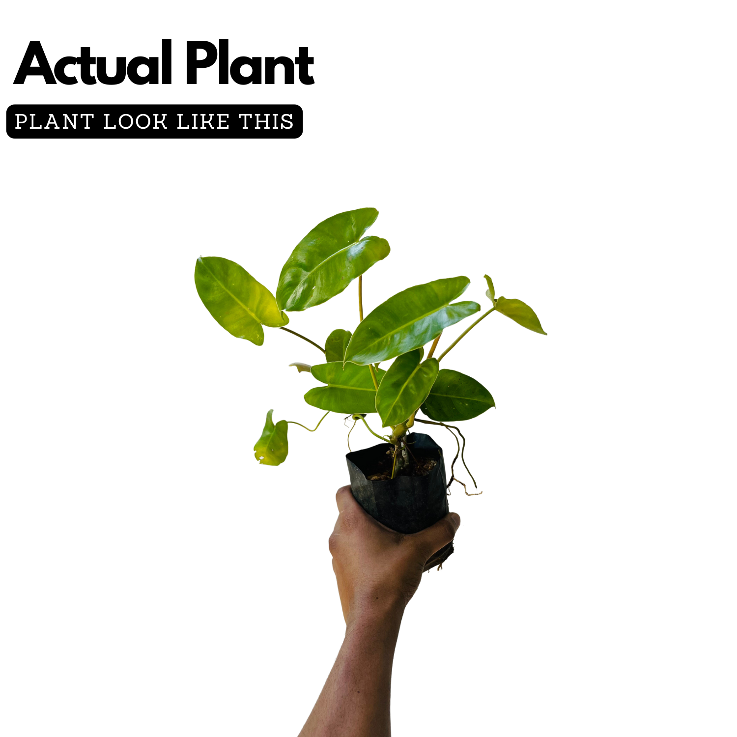 Kerala Hybrid Philodendron Ornamental / Creeper Live Plant (Home & Garden)