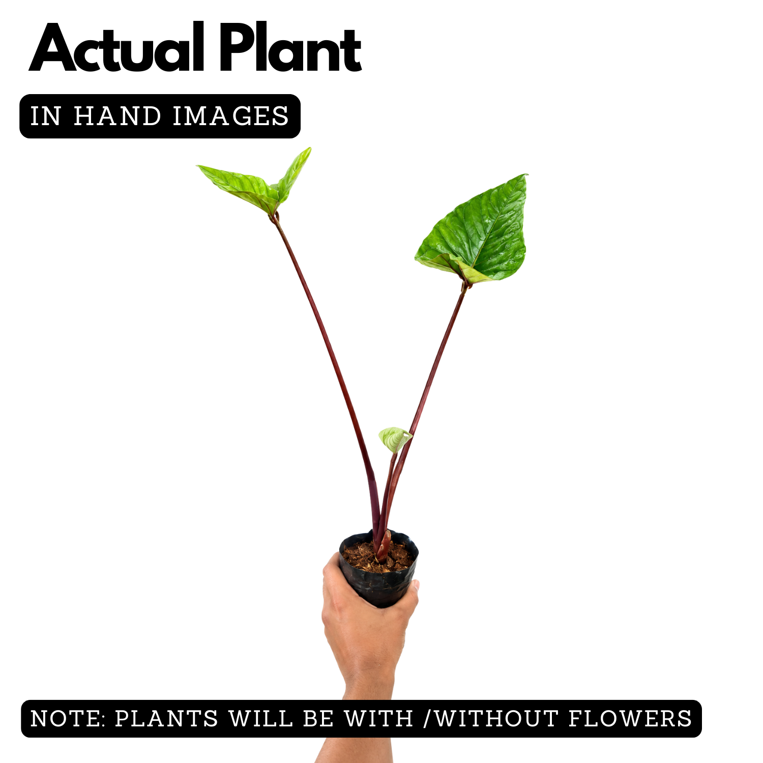 Alocasia Black Stem Live Plant | Exotic Tropical Foliage Plant with Dark Black Stem | Indoor & Outdoor Ornamental Plant for Home & Garden