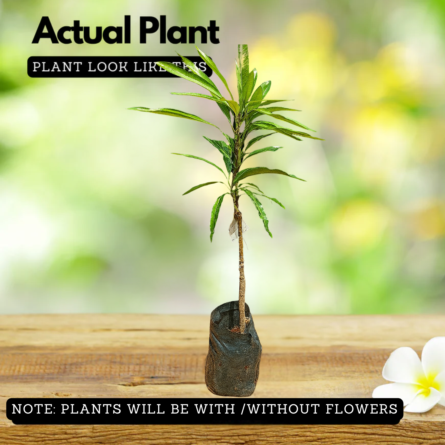 Kosseri Mango Grafted Fruit Plant (Home & Garden Plants)