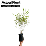 Variegated Bamboo Plant Ornamental Live Plant (Home & Garden)