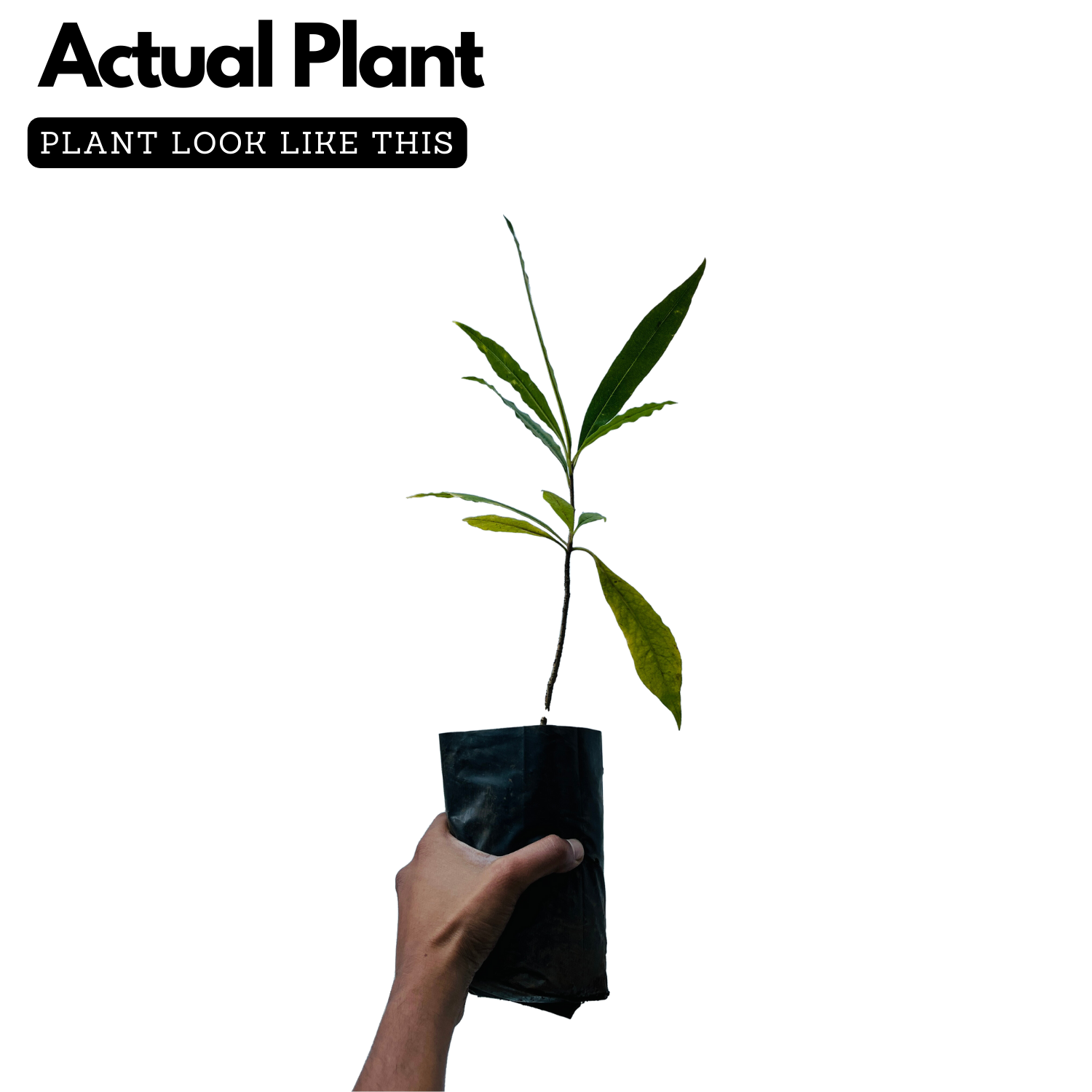 Anali Vegam (Alstonia Venenata) Flowering / Medicinal Live Plant (Home & Garden)
