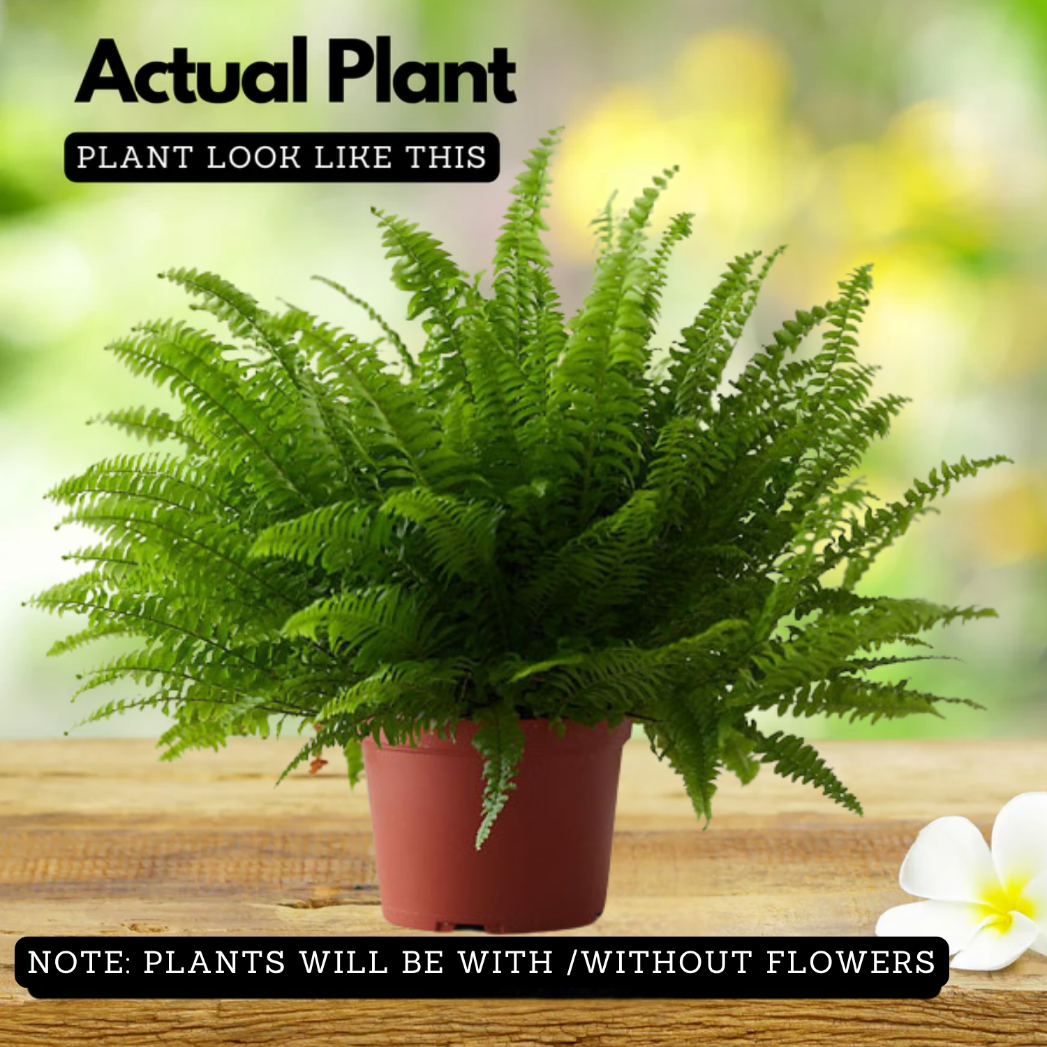 Boston fern plant (Nephrolepis exaltata)  (Home & Garden)