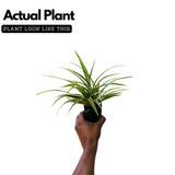Chlorophytum Comosum Spider Plant Ornamental Live Plant (Home & Garden)