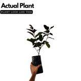 Red Apple Guava Live  Live Fruit Plant (Home & Garden)