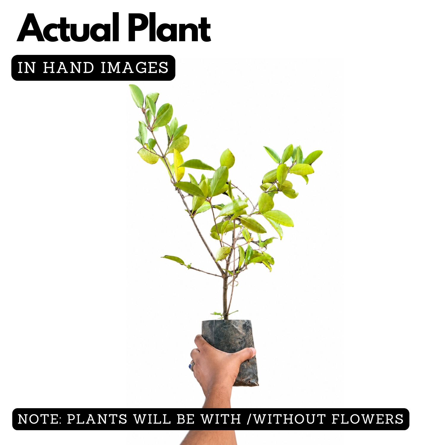 Sweet Kokum Live Plant | Punarpuli (Garcinia indica) Fruit Tree | Tropical Evergreen Fruit Plant for Home & Garden