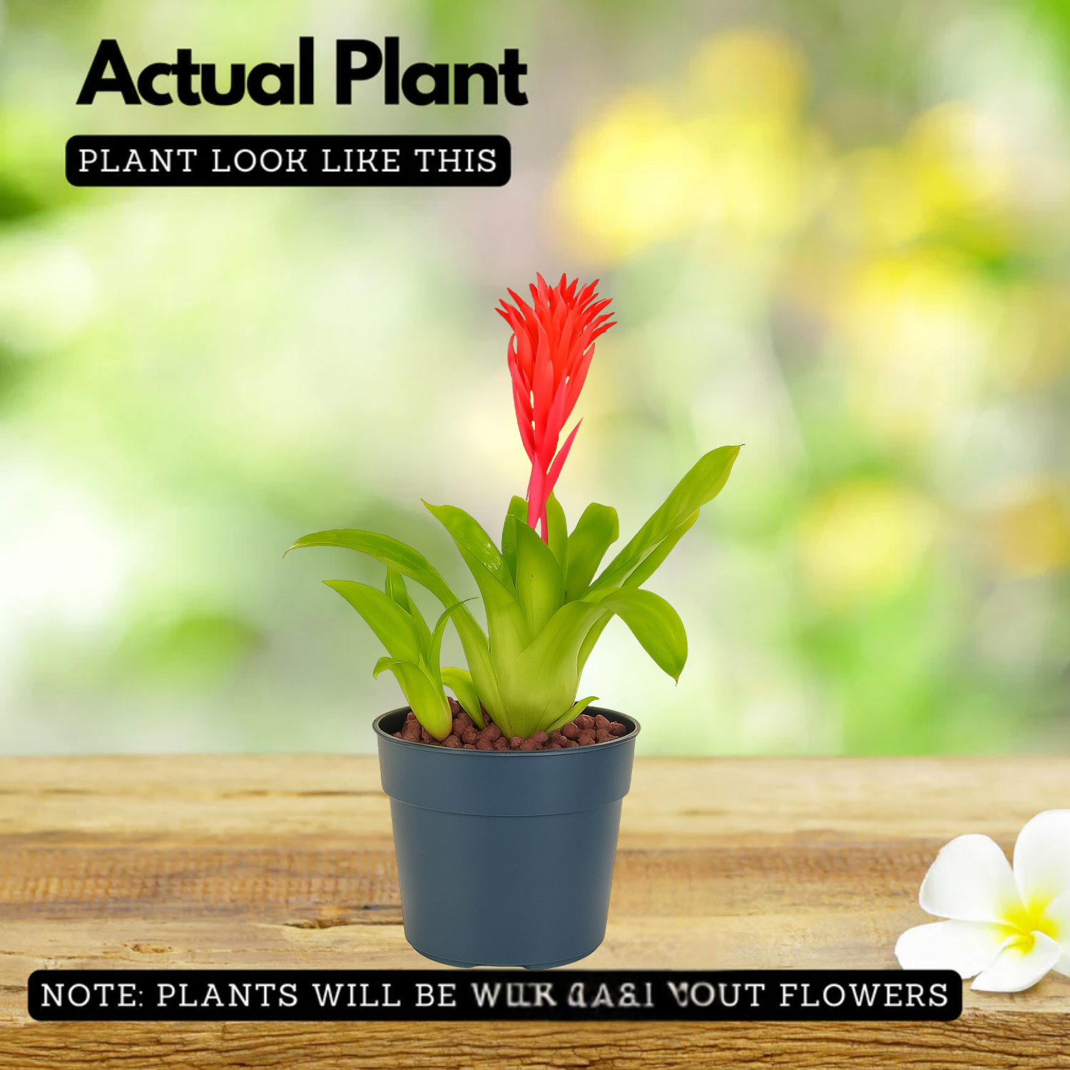 Bromeliads plant(Bromelioideae)Live Plant (Home & Garden)