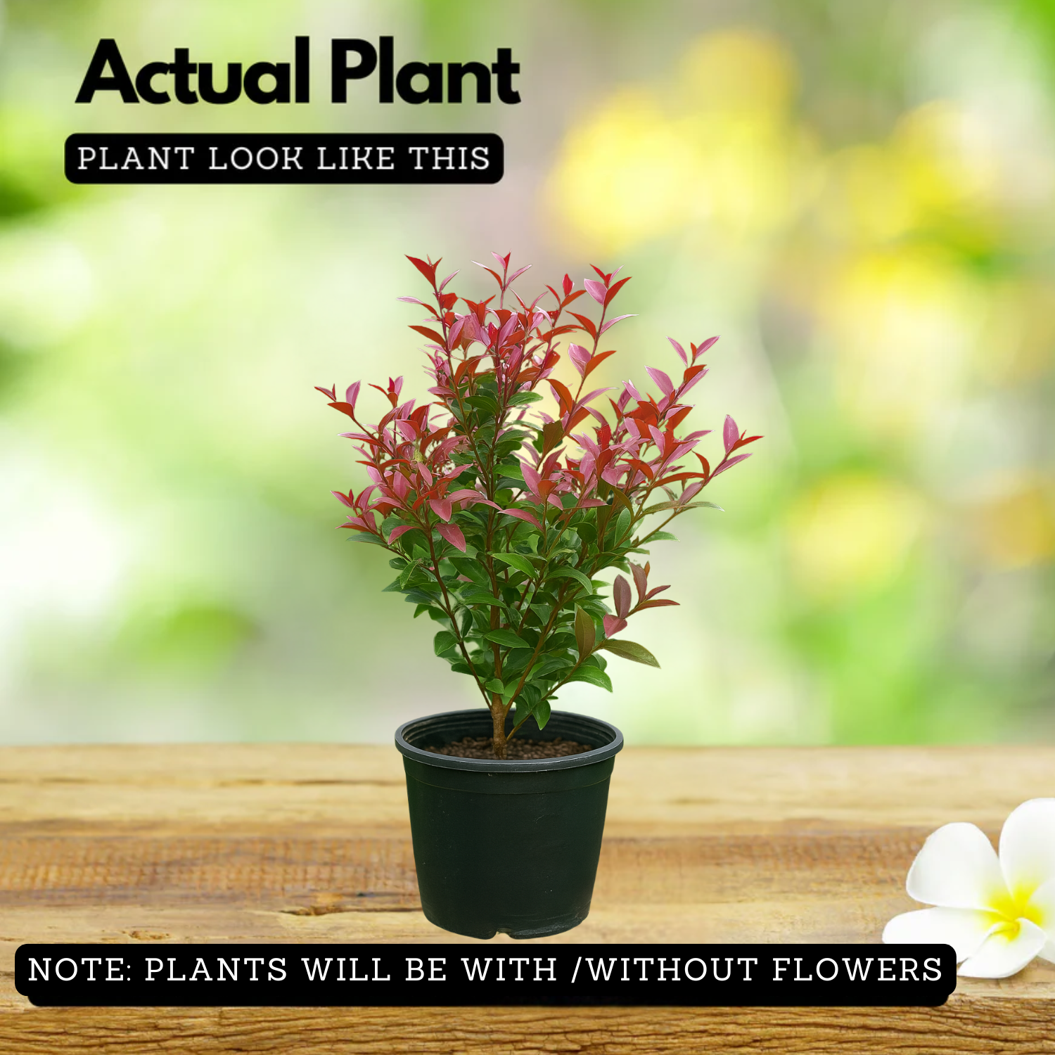 Eugenea Liver Red(Syzygium myrtifolium 'Red') Live Plant (Home & Garden)