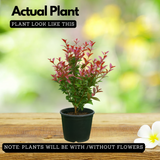 Eugenea Liver Red(Syzygium myrtifolium 'Red') Live Plant (Home & Garden)