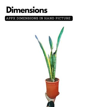 long lived snake plants Snake Plant (Sansevieria trifasciata) Long variant
