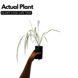 Lemon Grass Plant (Cymbopogon citratus) Medicinal Live Plant (Home & Garden)