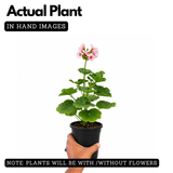 Geranium Live Plant (Any Colour) | Flowering Ornamental Plant for Home & Garden