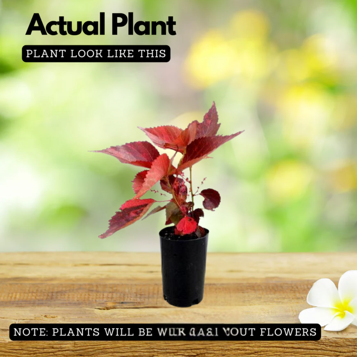 Acalypha Red Plant (Home & Garden)