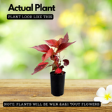 Acalypha Red Plant (Home & Garden)